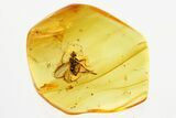 Detailed Fossil Long-Legged Fly (Dolichopodidae) in Baltic Amber #357819-1